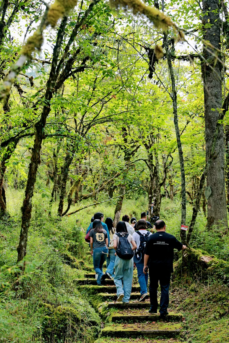 Forest trail on a Baoxing panda origin route from Chengdu